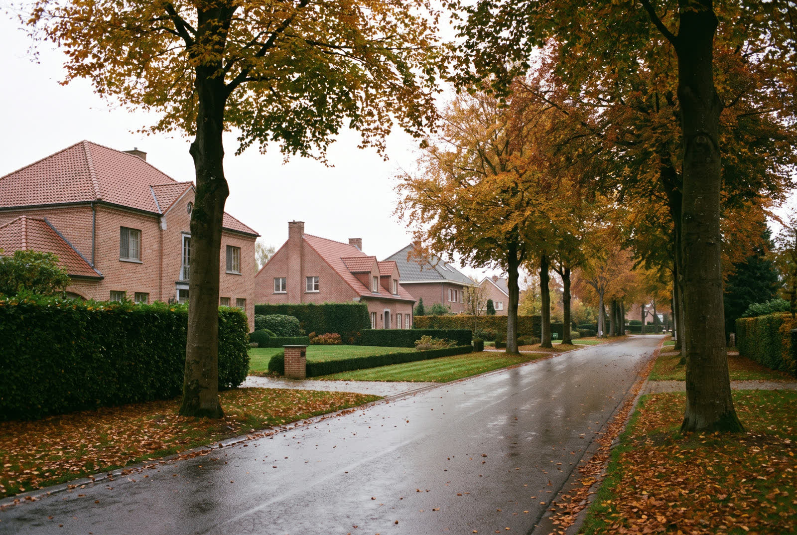 Avenue résidentielle du Brabant wallon bordée de villas et de grands arbres en automne